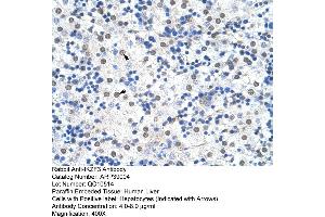 Human Liver (IKZF3 antibody  (N-Term))
