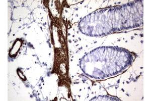 Image no. 2 for anti-Tuberous Sclerosis 1 (TSC1) (AA 836-1164) antibody (ABIN1491685) (TSC1 antibody  (AA 836-1164))