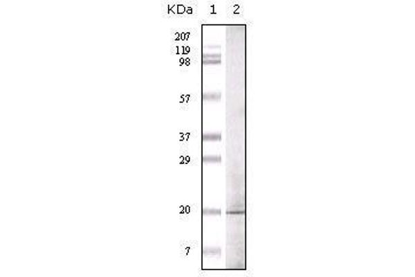 EHMT1 antibody