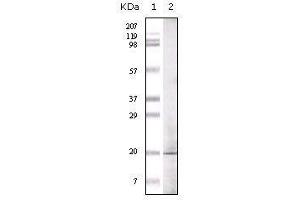 Western blot analysis using GLP mouse mAb against GLP recombinant protein.