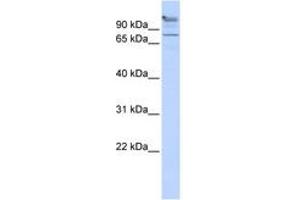 Image no. 1 for anti-Zinc Finger Protein 509 (ZBTB49) (AA 575-624) antibody (ABIN6742257) (ZBTB49 antibody  (AA 575-624))