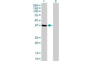 Western Blot analysis of PSAT1 expression in transfected 293T cell line by PSAT1 MaxPab polyclonal antibody. (PSAT1 antibody  (AA 1-370))