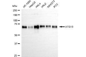 anti-Autophagy Related 13 (ATG13) antibody