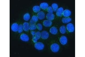 IF analysis of SEC24C using anti-SEC24C antibody (ABIN7600303). (SEC24C antibody  (AA 178-1033))