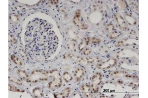 Immunoperoxidase of monoclonal antibody to MNDA on formalin-fixed paraffin-embedded human kidney. (MNDA antibody  (AA 311-407))