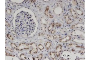 Immunoperoxidase of monoclonal antibody to MNDA on formalin-fixed paraffin-embedded human kidney.