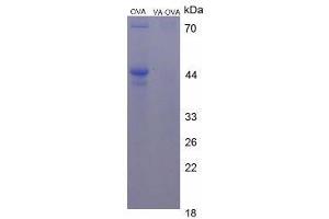 Image no. 1 for Vitamin A protein (Ovalbumin) (ABIN1880118) (Vitamin A Protein (Ovalbumin))