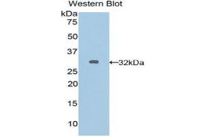 Western Blotting (WB) image for anti-Gap Junction Protein, alpha 5, 40kDa (GJA5) (AA 50-303) antibody (ABIN1858578)