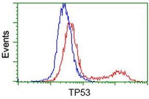 HEK293T cells transfected with either RC200003 overexpress plasmid (Red) or empty vector control plasmid (Blue) were immunostained by anti-TP53 antibody (ABIN2454617), and then analyzed by flow cytometry. (p53 antibody)