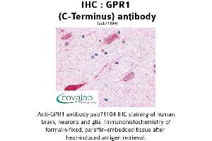 Image no. 1 for anti-G Protein-Coupled Receptor 1 (GPR1) (C-Term) antibody (ABIN1734888) (G Protein-Coupled Receptor 1 antibody  (C-Term))