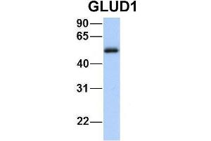 Host:  Rabbit  Target Name:  GNAS  Sample Type:  Human Fetal Heart  Antibody Dilution:  1. (GLUD1 antibody  (N-Term))