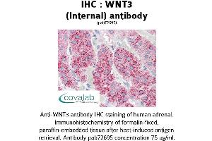 Image no. 1 for anti-Wingless-Type MMTV Integration Site Family, Member 3 (WNT3) (Internal Region) antibody (ABIN1740828) (WNT3 antibody  (Internal Region))