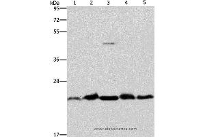 Western blot analysis of Mouse spleen and human fetal liver tissue, hela cell and mouse testis tissue, A431 cell, using THOC7 Polyclonal Antibody at dilution of 1:500