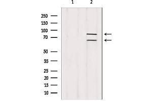 Western blot analysis of extracts from rat spleen, using Melanophilin antibody. (Melanophilin antibody  (C-Term))