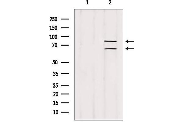 Melanophilin antibody  (C-Term)