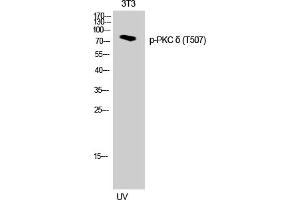 Western Blotting (WB) image for anti-Protein Kinase C, delta (PKCd) (pThr507) antibody (ABIN5957389) (PKC delta antibody  (pThr507))
