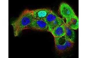 Immunofluorescence analysis of A431 cells using HSF1 mouse mAb (green). (HSF1 antibody  (AA 256-359))