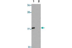 Western blot analysis of Jurkat cells with ANAPC13 polyclonal antibody  at 1 ug/mL in (Lane 1) the absence and (Lane 2) the presence of blocking peptide.
