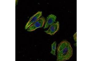 Immunofluorescence analysis of Hela cells using SCGB2A2 antibody (green). (Mammaglobin A antibody)