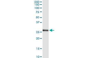 Immunoprecipitation of PSMA7 transfected lysate using anti-PSMA7 MaxPab rabbit polyclonal antibody and Protein A Magnetic Bead , and immunoblotted with PSMA7 MaxPab mouse polyclonal antibody (B01) . (PSMA7 antibody  (AA 1-248))