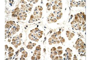 Immunohistochemistry (IHC) image for anti-P450 (Cytochrome) Oxidoreductase (POR) (N-Term) antibody (ABIN2781830) (POR antibody  (N-Term))