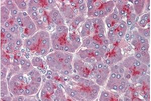 TPCN2 antibody  (C-Term)