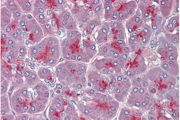 TPCN2 antibody  (C-Term)