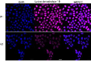 anti-Lysine (K)-Specific Demethylase 1B (KDM1B) antibody