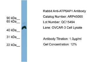 WB Suggested Anti-ATP6AP1  Antibody Titration: 0. (ATP6AP1 antibody  (Middle Region))