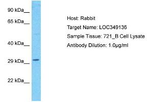 Host: Rabbit Target Name: LOC349136 Sample Type: 721_B Whole Cell lysates Antibody Dilution: 1. (WDR86 antibody  (C-Term))