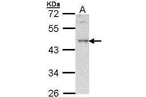 WB Image Sample (30 ug of whole cell lysate) A: Hela 10% SDS PAGE antibody diluted at 1:500 (B-Cell Linker antibody  (C-Term))