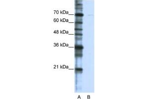 Western Blotting (WB) image for anti-Cleavage Stimulation Factor, 3' Pre-RNA, Subunit 2, 64kDa, tau Variant (CSTF2T) antibody (ABIN2462257) (CSTF2T antibody)