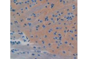 IHC-P analysis of Mouse Tissue, with DAB staining. (ECE1 antibody  (AA 326-577))