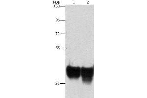 Western Blot analysis of Hela and 293T cell using AUP1 Polyclonal Antibody at dilution of 1:500 (Ancient Ubiquitous Protein 1 antibody)