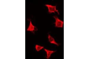 ABIN6276134 staining Hela by IF/ICC. (OR2H2 antibody  (C-Term))