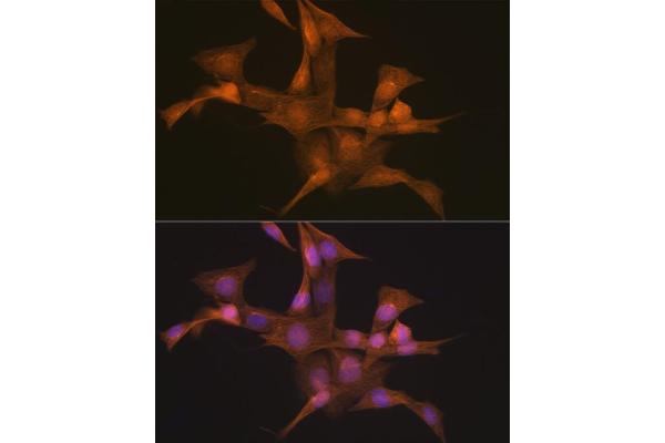 SYNE1 antibody