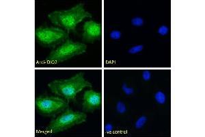 ABIN190862 Immunofluorescence analysis of paraformaldehyde fixed HeLa cells, permeabilized with 0. (DIO2 antibody  (Internal Region))
