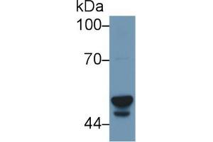 Western Blot; Sample: Human Liver lysate; Primary Ab: 1µg/ml Rabbit Anti-Human CYP3A7 Antibody Second Ab: 0. (CYP3A7 antibody  (AA 344-497))