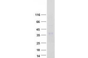 Western Blotting (WB) image for Kallikrein 8 (KLK8) (Transcript Variant 1) protein (Myc-DYKDDDDK Tag) (ABIN2724393)