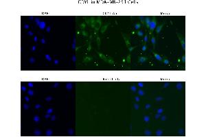 Sample Type :  MD MB231   Primary Antibody Dilution:  4 ug/ml   Secondary Antibody :  Anti-rabbit Alexa 546   Secondary Antibody Dilution:  2 ug/ml   Gene Name :  CDYL (CDYL antibody  (N-Term))