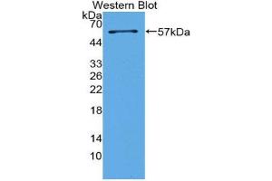 Western Blotting (WB) image for anti-Surfactant Protein A1 (SFTPA1) (AA 21-248) antibody (ABIN2117781) (Surfactant Protein A1 antibody  (AA 21-248))