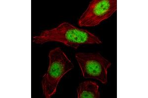 Fluorescent image of A549 cell stained with PURB Antibody (C-term) . (PURB antibody  (C-Term))