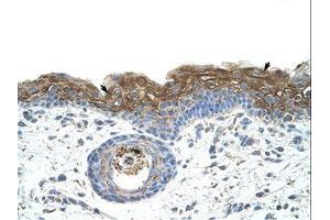Image no. 1 for anti-Eukaryotic Translation Initiation Factor 2A, 65kDa (EIF2A) (AA 504-553) antibody (ABIN203306) (EIF2A antibody  (AA 504-553))