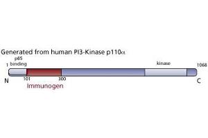 Image no. 2 for anti-Phosphoinositide-3-Kinase, Catalytic, alpha Polypeptide (PIK3CA) (AA 101-300) antibody (ABIN968519)