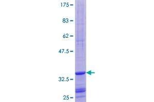BOLA3 Protein (AA 1-68) (GST tag)
