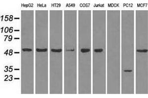 Western blot analysis of extracts (35 µg) from 9 different cell lines by using anti-SLC2A5 monoclonal antibody. (SLC2A5 antibody)