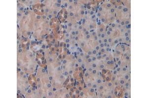Used in DAB staining on fromalin fixed paraffin- embedded kidney tissue (DTNBP1 antibody  (AA 179-319))