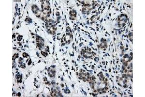 Immunohistochemical staining of paraffin-embedded breast tissue using anti-GRIPAP1 mouse monoclonal antibody.