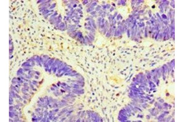 GnRH2 antibody  (AA 24-120)