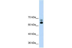 WB Suggested Anti-MTA2 Antibody Titration:  1. (MTA2 antibody  (C-Term))